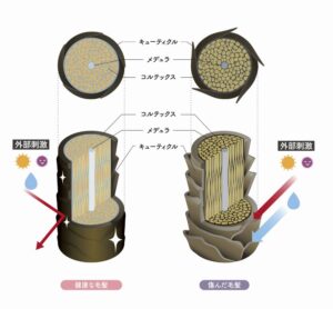 髪の構成・キューティクル・コルテックス・メデュラ