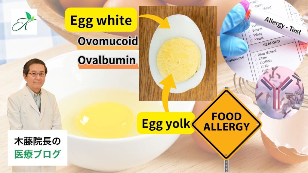 食物アレルギーの中で最も多いのは卵のアレルギーで、それは卵白の成分によるものが多いという説明画像